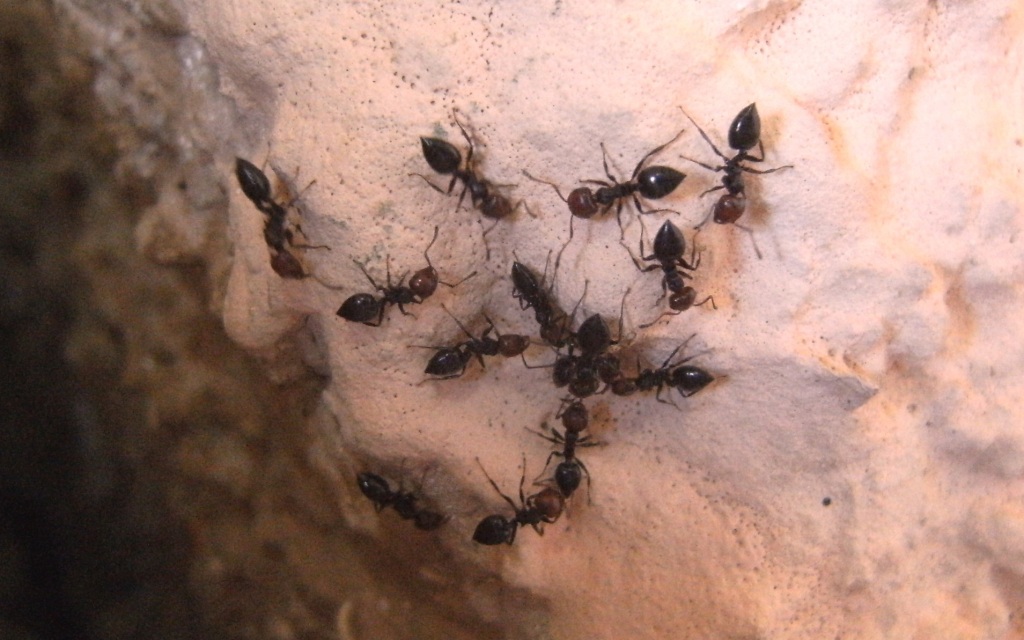 L''interazione delle formiche Crematogaster scutellaris